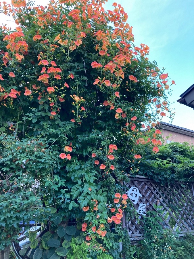 自宅レストラン母屋さんの花