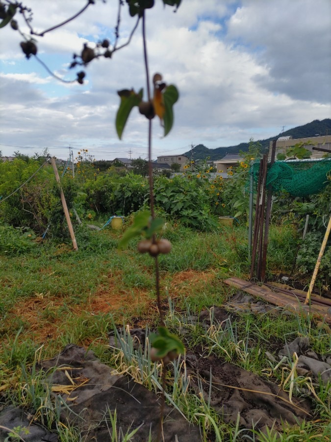 零余子（ムカゴ）