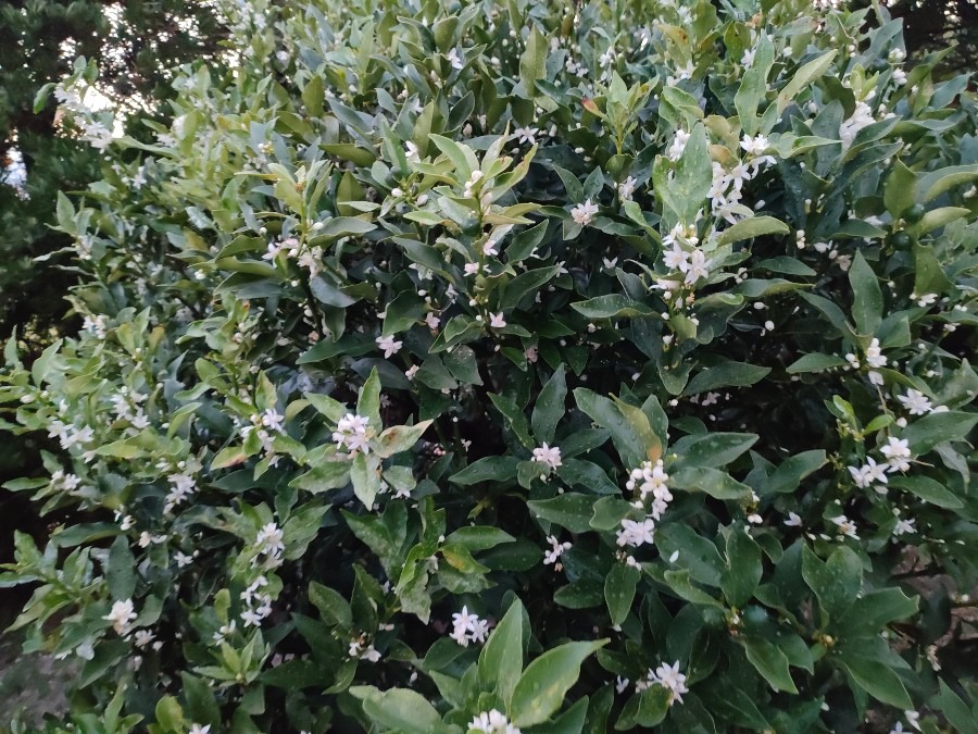 きんかんの花盛り