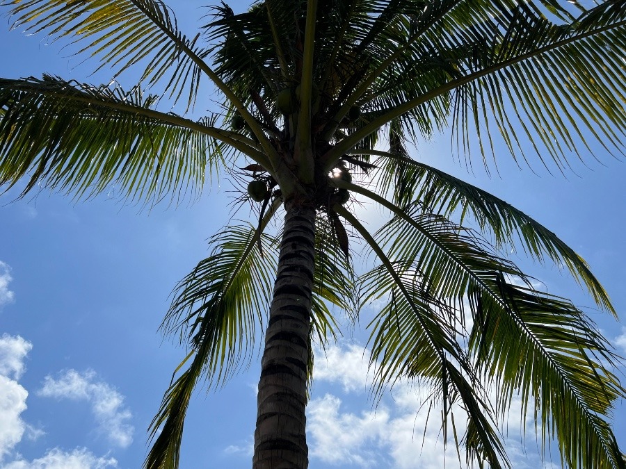 インドネシア🇮🇩の🌴ヤシの木😍