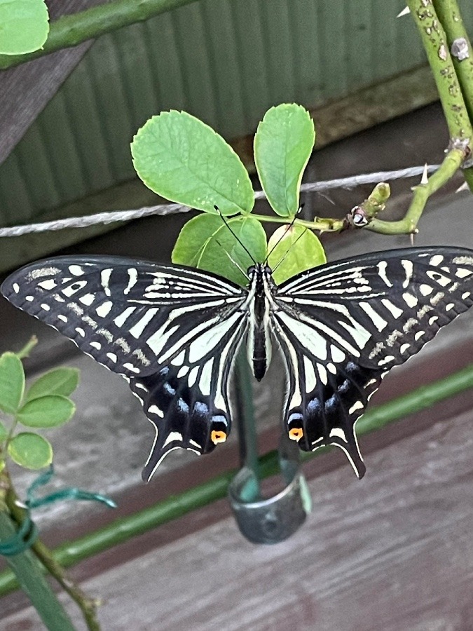 アゲハチョウ^o^