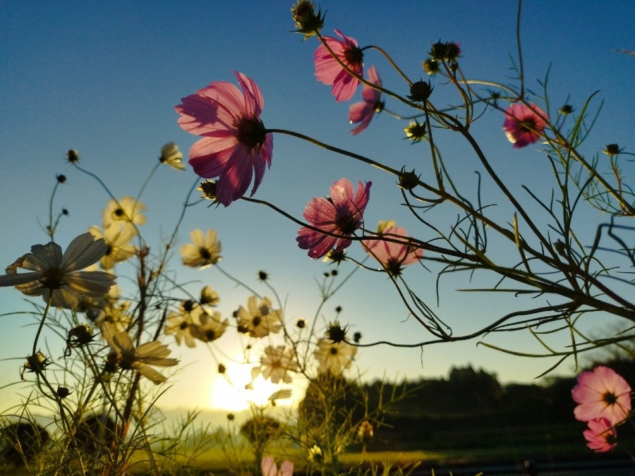 🌄朝陽を浴びて🌼✨😊