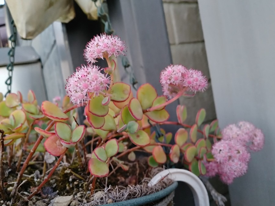 🌱多肉倶楽部🌵🤗　多肉植物のお花達🌼