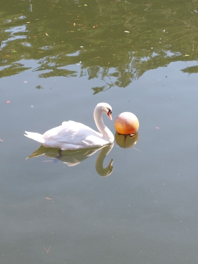 常盤公園の白鳥