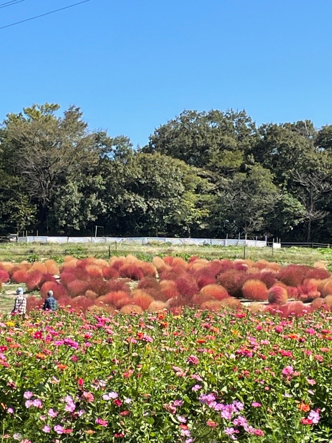 愛知牧場