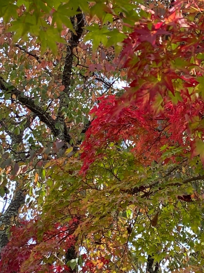 秋の深まりと　紅葉の鮮やかな紅