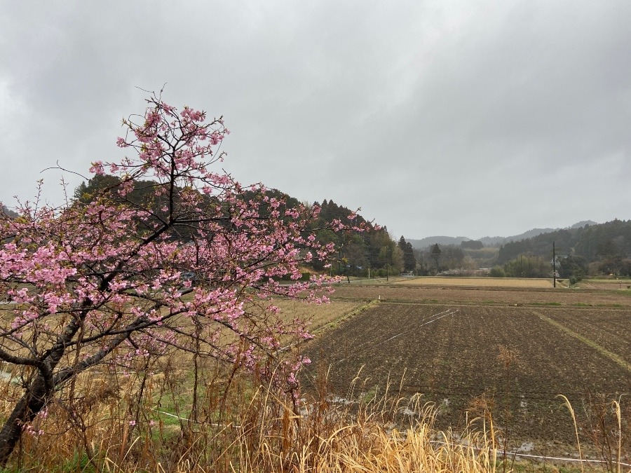 千葉県いすみ市源氏ぼたるの里