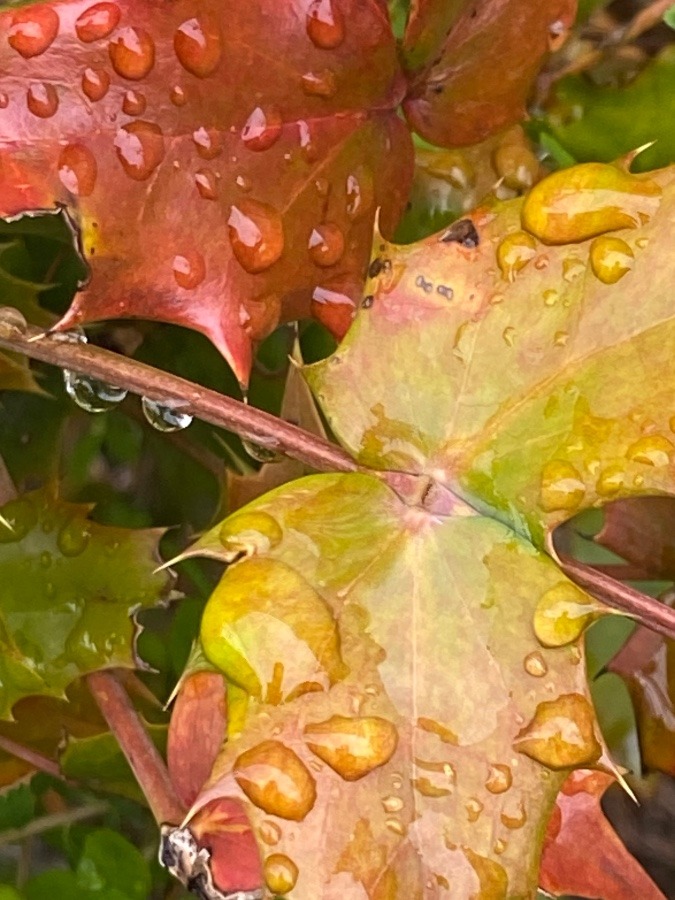 痛そうな葉の上に、コロコロした水玉