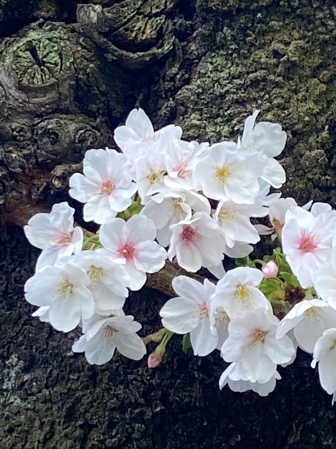 春　桜咲く　白とピンク