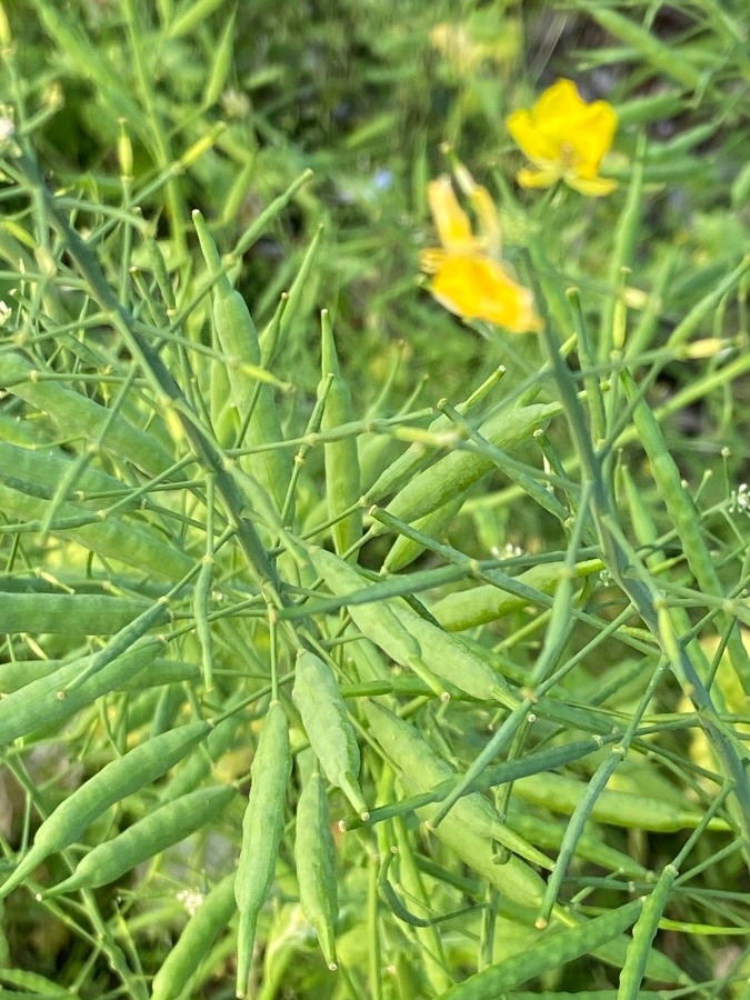 きれいな菜の花の咲いた後には