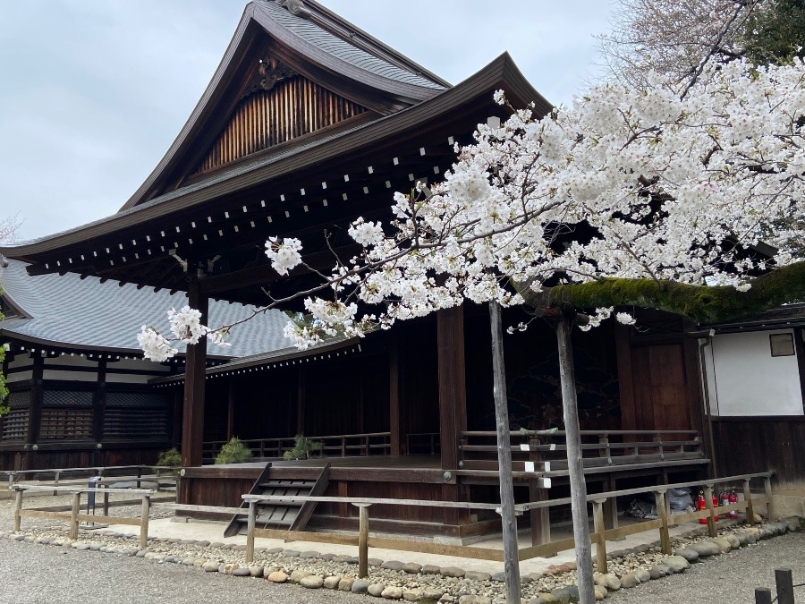 靖国神社といえば桜の開花を知らせる標本木