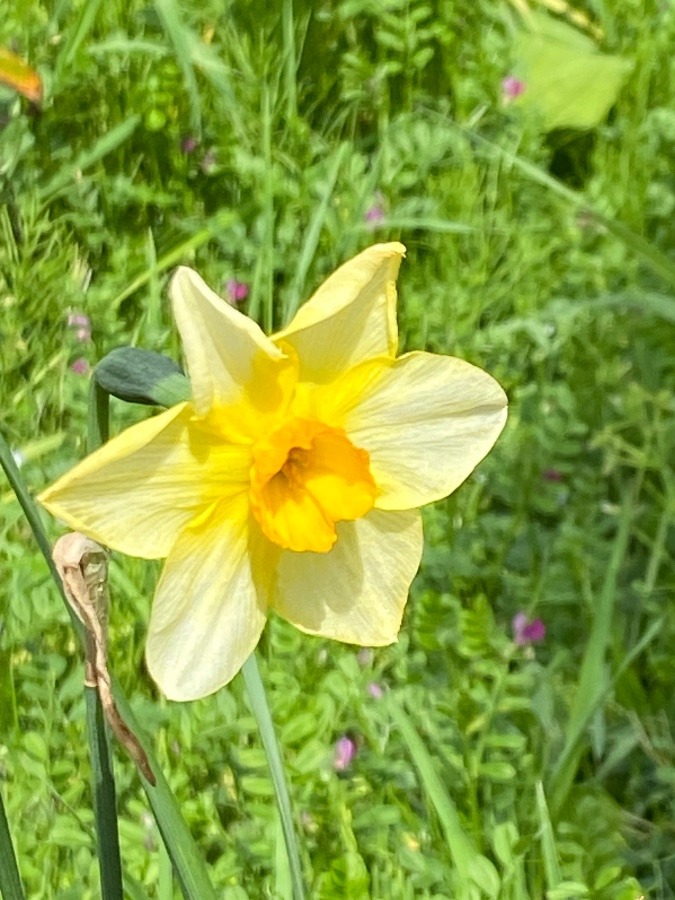 春の花水仙　いろいろな水仙