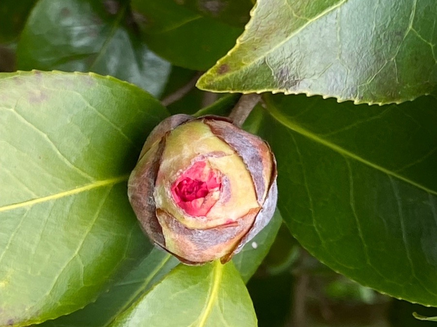 赤い椿の花の蕾　まだかたそう