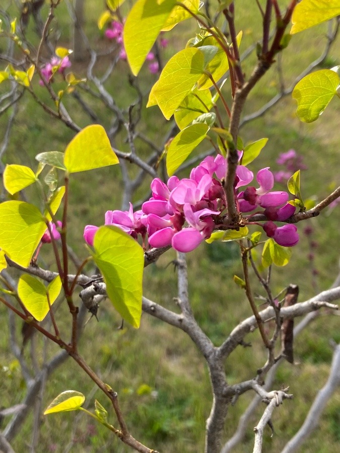 黄色や白やピンクや赤や　花の色はいろいろ