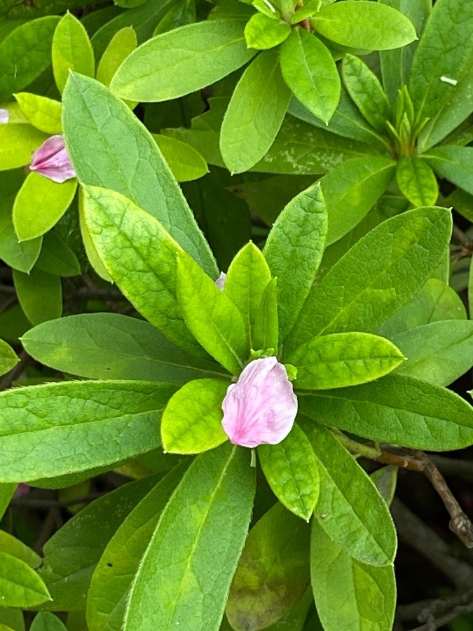 お〜　ツツジの葉に桜が咲いている？