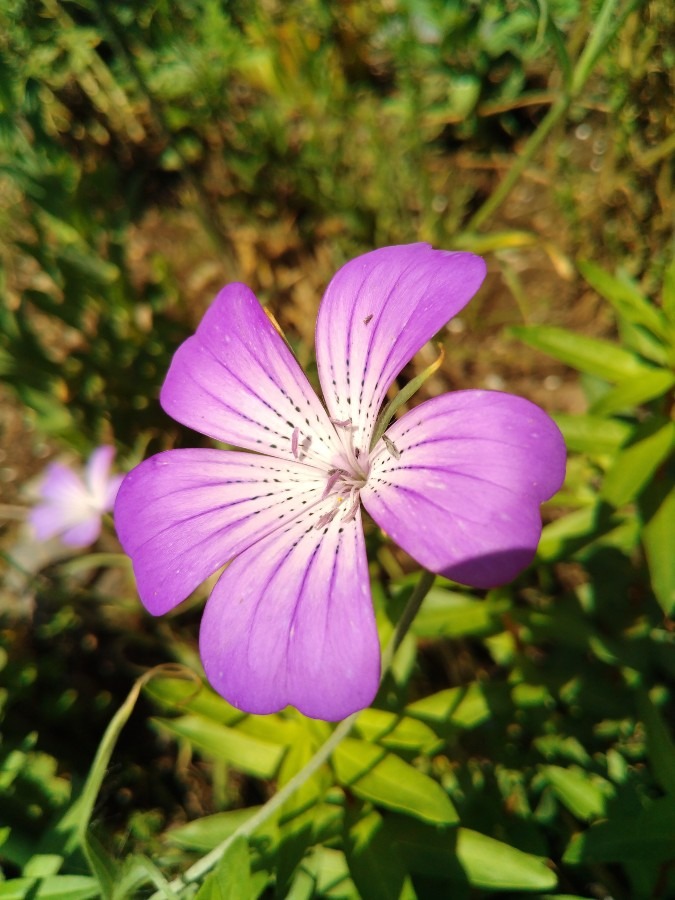 お花！