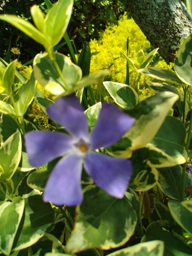 お花！