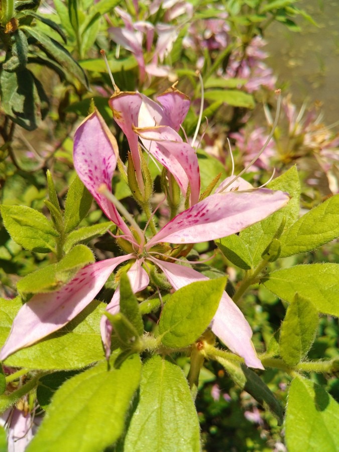 お花！