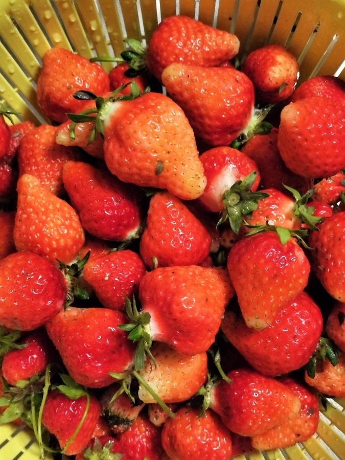 たくさんイチゴ🍓を頂きました！！