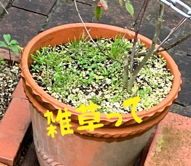 雑草って