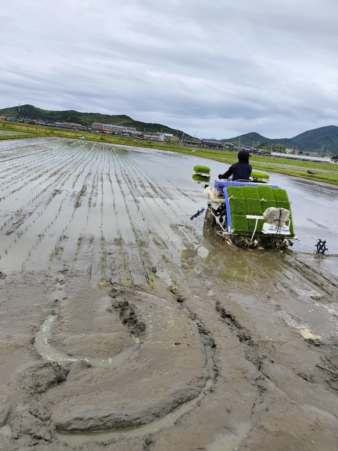 朝早くから田植えです!