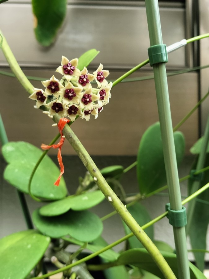 ハートホヤに花が咲きました～