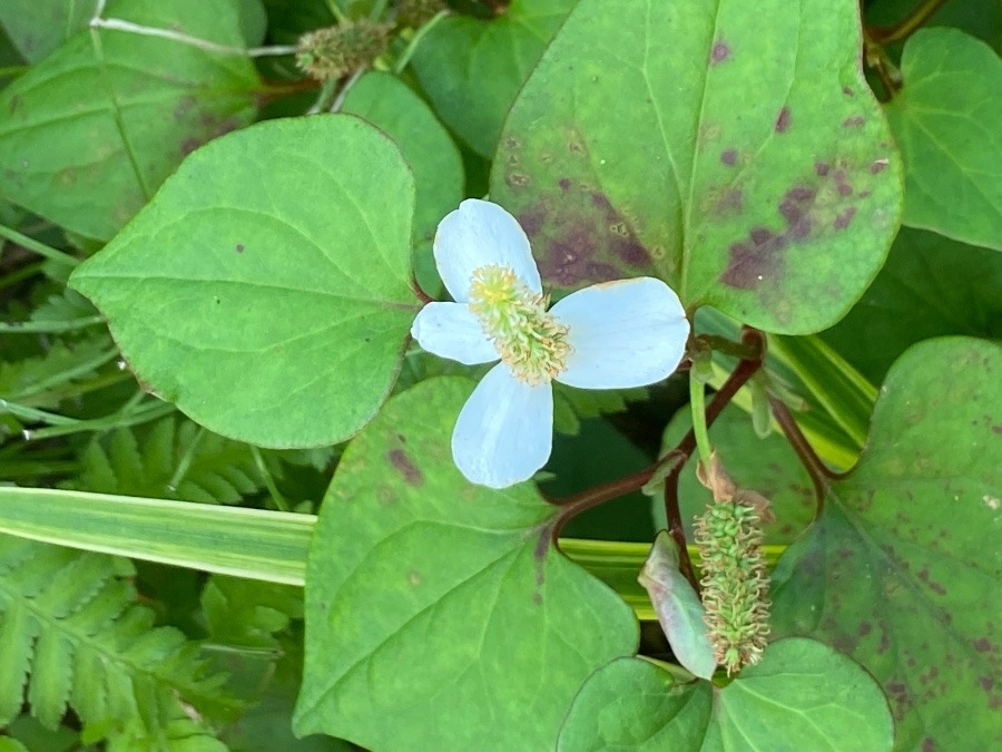 どくだみの花