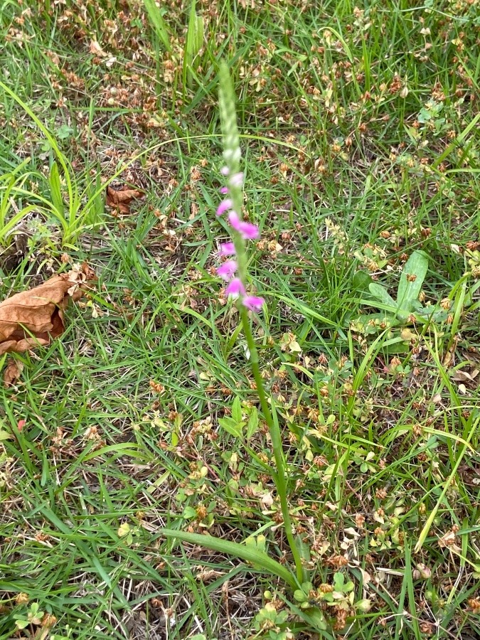 ねじ花