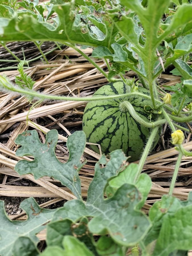 赤ちゃんの頭の大きさのスイカ🍉