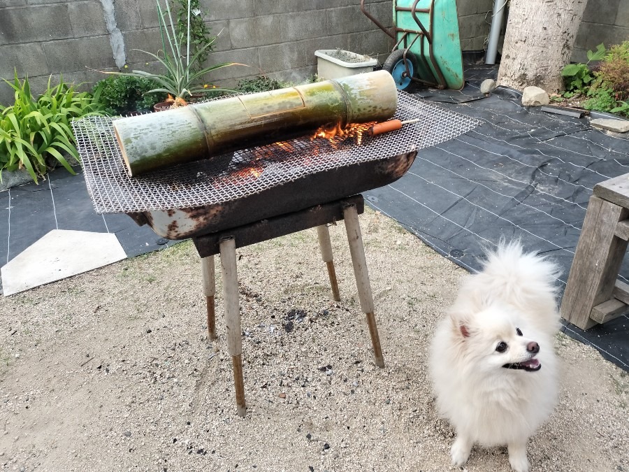 ポンポラ飯