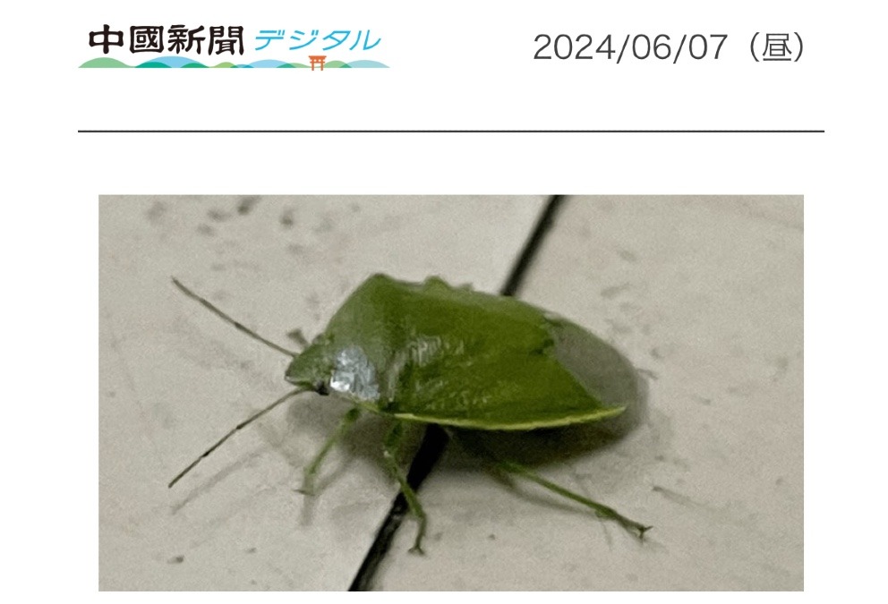 大量発生のカメムシ