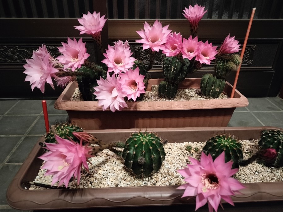 サボテンの花が咲きました🌵