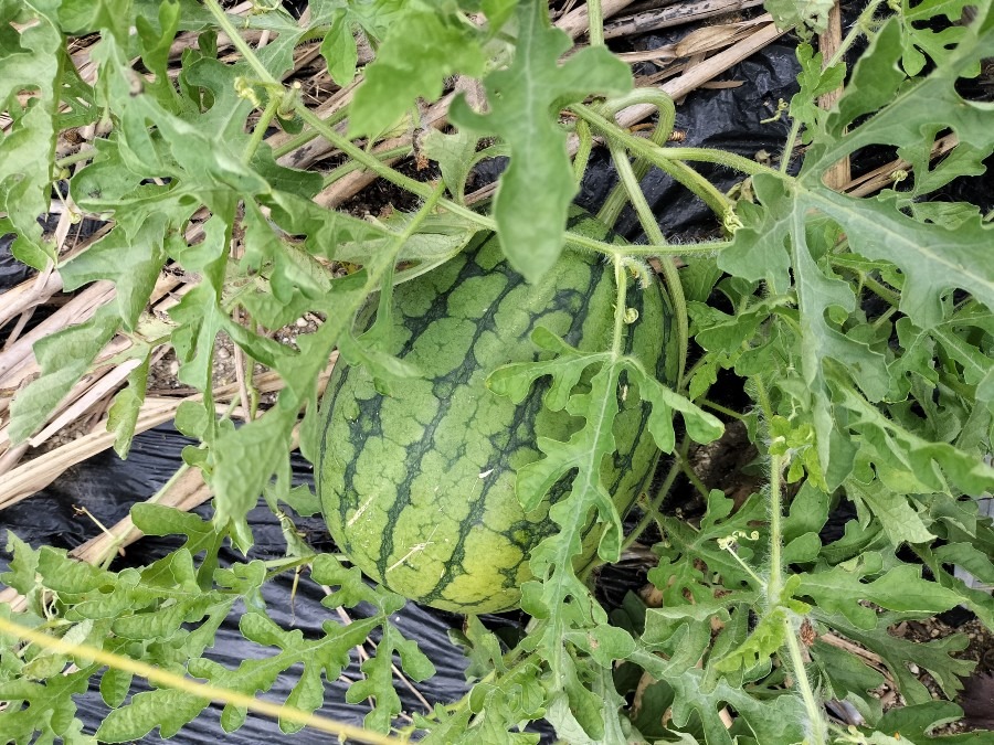 やっとやっとスイカ🍉が熟れたみたい