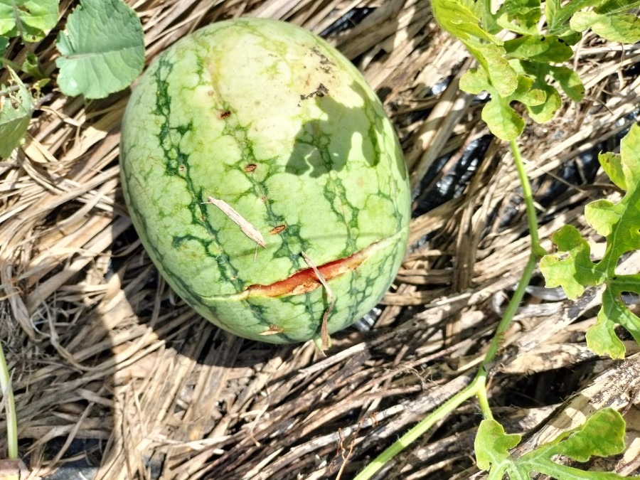 暑さでスイカ🍉も割れたり火傷したり