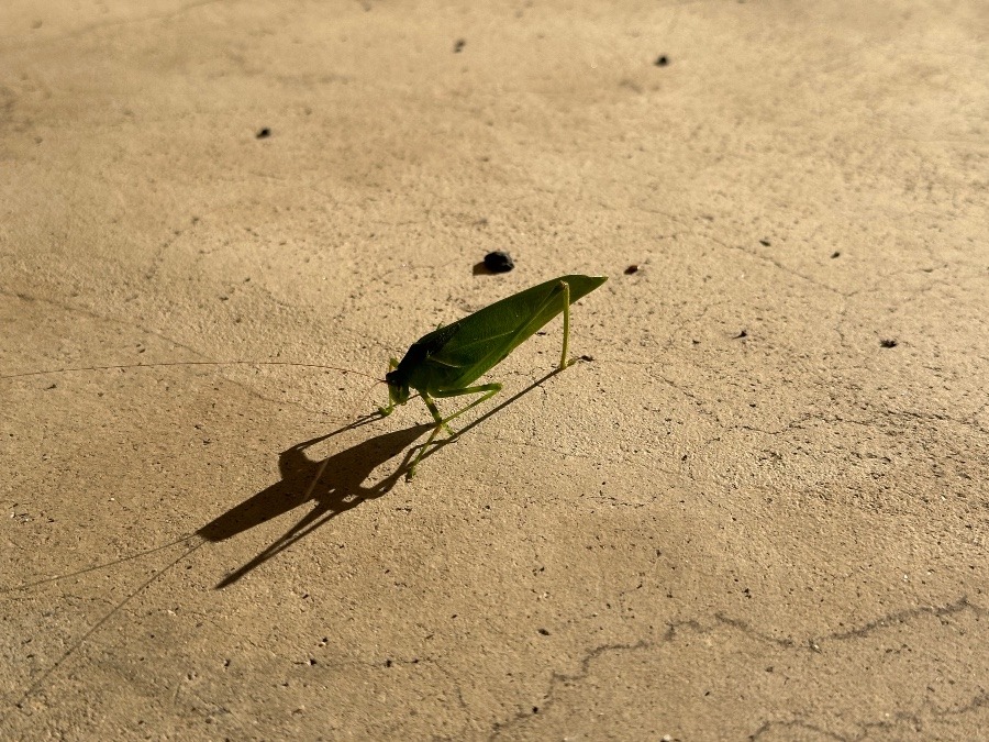 西陽にあたるバッタ🦗