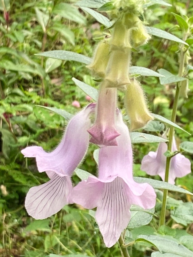 小さく可憐に咲く薄紫色の花