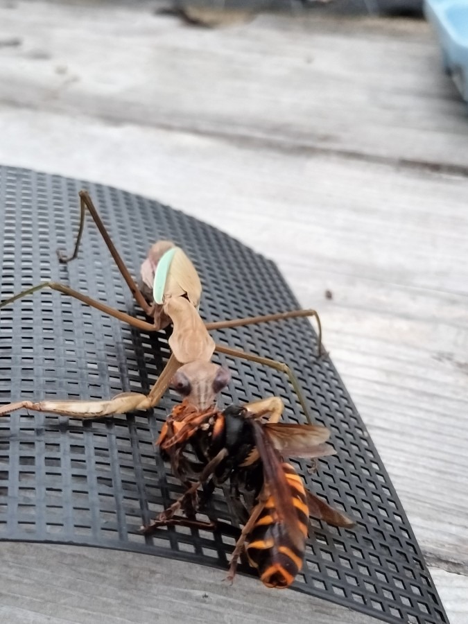 オオスズメバチを食べるオオカマキリ（メス）