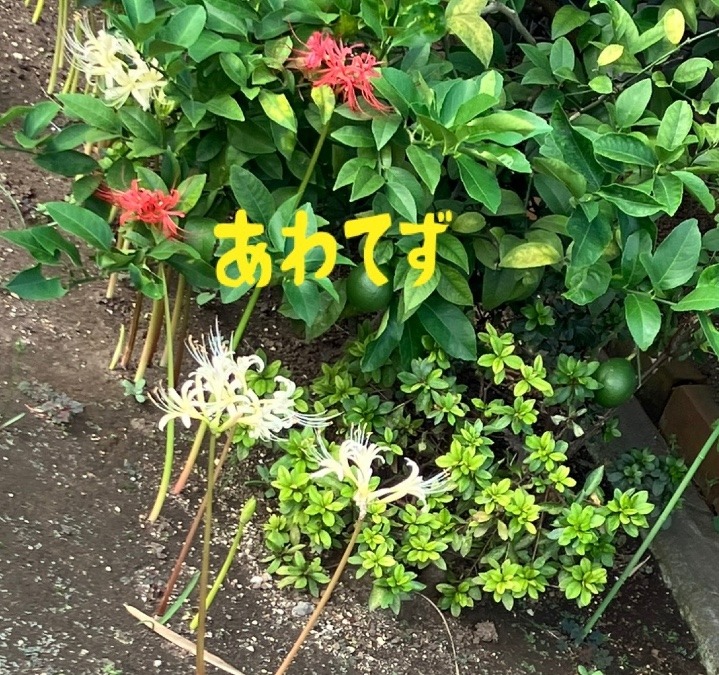 花は