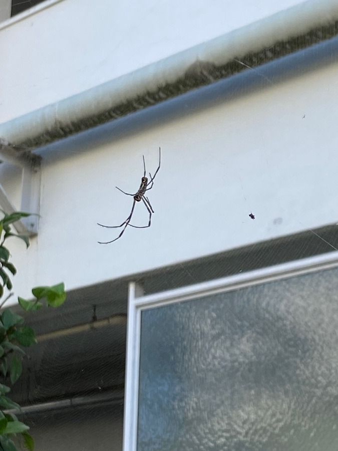 蜘蛛さん見つけた　野外に網を張る蜘蛛