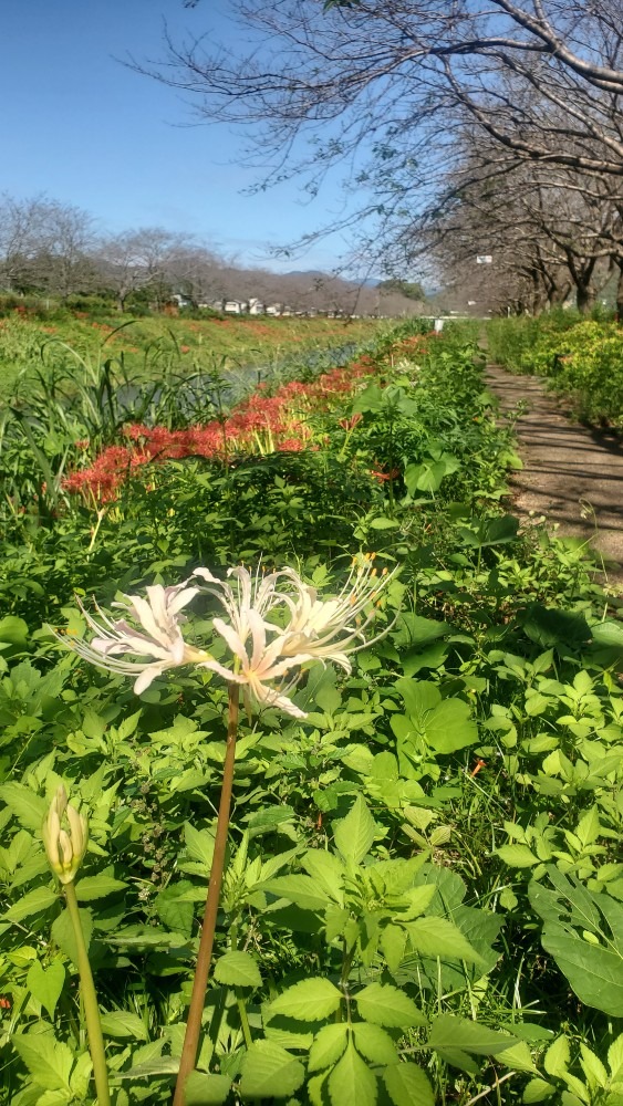 彼岸花が満開❤️半月遅れだね‼️