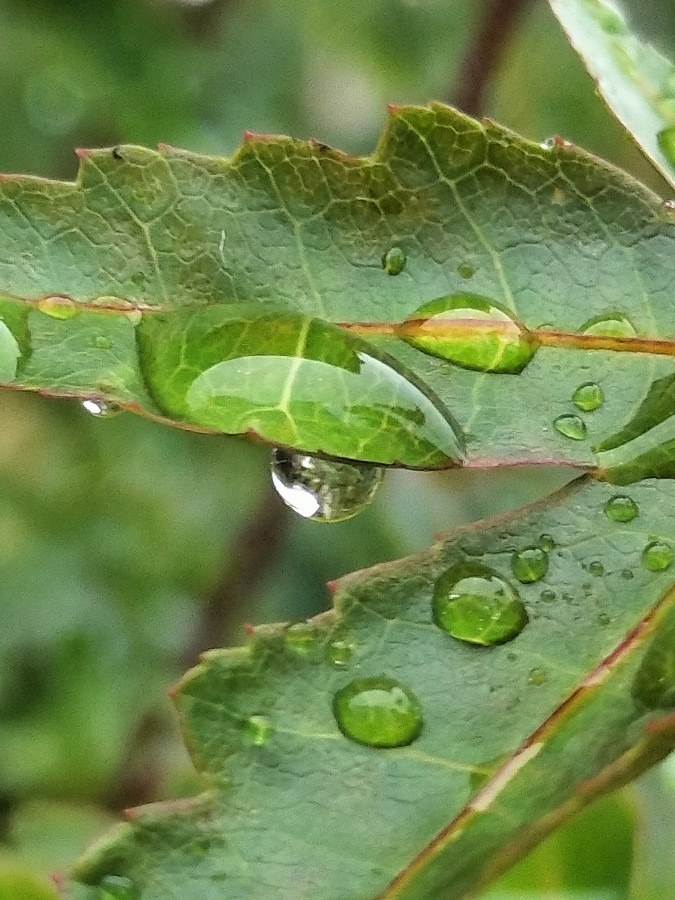 #露活（笑）ではなく#雨活