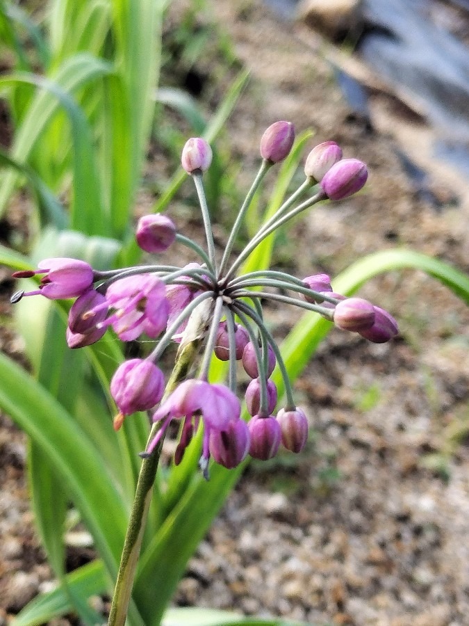 らっきょうの花