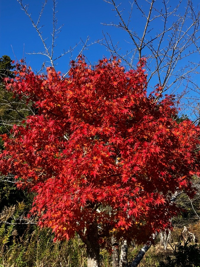 見事な紅葉　山間部の道路の周りの紅葉