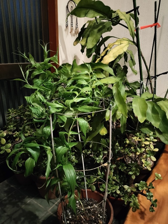 玄関の観葉植物