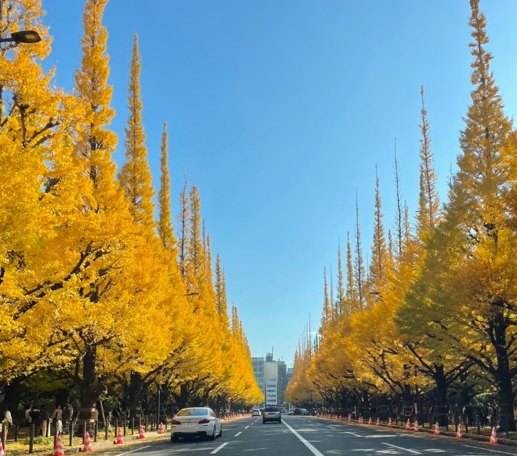 銀杏並木　黄金色のいちようとまっすぐに伸びる道路が美しい