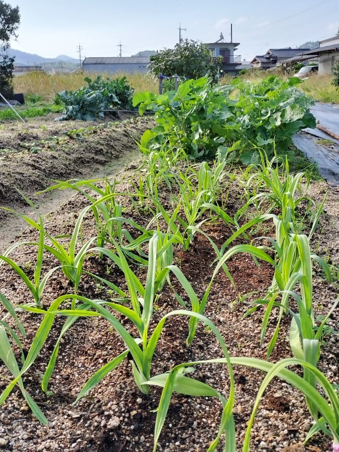 ニンニク沢山植えました