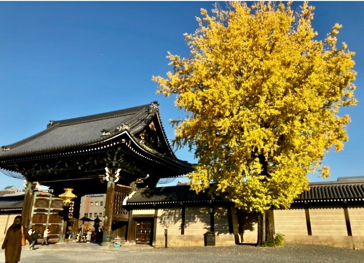 京都市「西本願寺」の山門と銀杏の紅葉