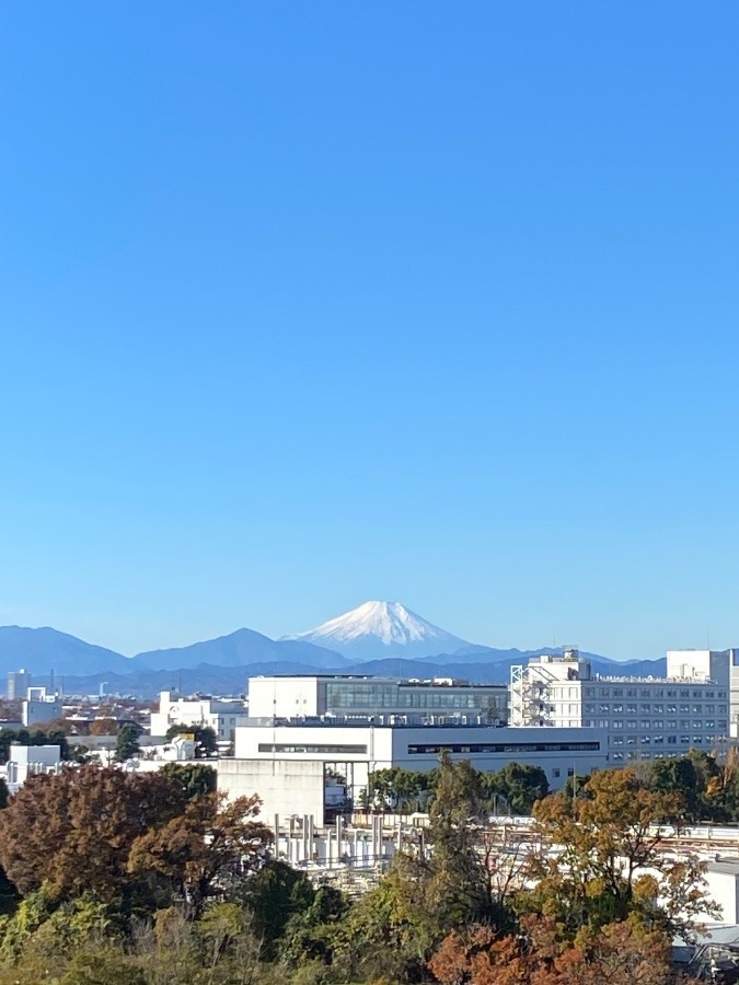 今朝の富士山