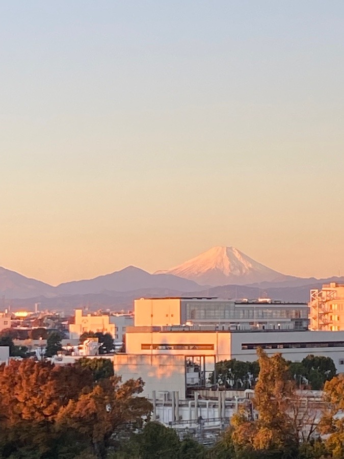 今朝の富士山　朝日が差し始めて明るく美しい