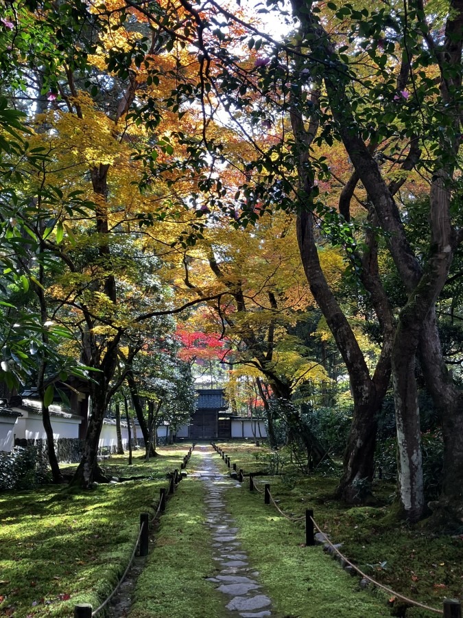 京都「西芳寺」（苔寺）の紅葉に魅せられて